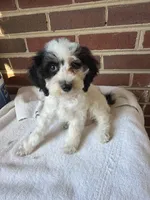 Oreo , a male Poodle - Miniature  for sale in Hyattsville, MD – 2 of 3