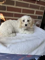 Brownie , a male Poodle - Miniature  for sale in Hyattsville, MD – 2 of 2