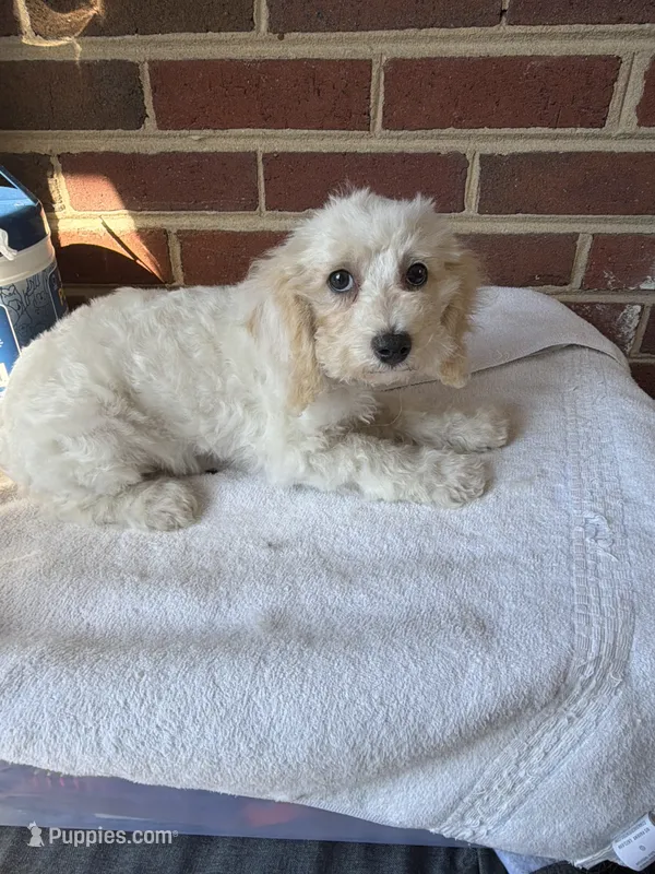 Brownie  – Poodle - Miniature  puppy for sale in Hyattsville, MD
