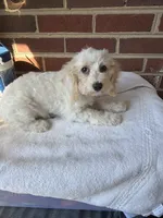 Brownie , a male Poodle - Miniature  for sale in Hyattsville, MD – 1 of 2