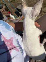 Luna, a female Chihuahua for sale in Hyattsville, MD – Photo 2 of 2