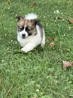 Grace , a female Jack Russell Terrier and Pomeranian for sale in Hyattsville, MD – 2 of 2
