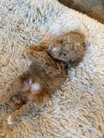 bear , a male Poodle - Miniature  for sale in Hyattsville, MD – Photo 5 of 5