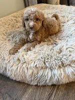 bear , a male Poodle - Miniature  for sale in Hyattsville, MD – Photo 2 of 5