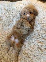 bear , a male Poodle - Miniature  for sale in Hyattsville, MD – Photo 1 of 5