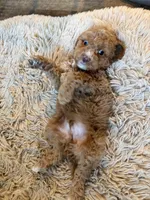bear , a male Poodle - Miniature  for sale in Hyattsville, MD – Photo 4 of 5