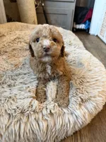 bear , a male Poodle - Miniature  for sale in Hyattsville, MD – Photo 3 of 5