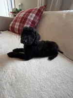 Blackie, a male Poodle - Miniature  for sale in Hyattsville, MD – 2 of 2
