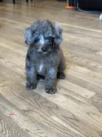 Oli , a male Poodle - Miniature  for sale in Hyattsville, MD – 2 of 2