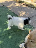 Oreo , a male Poodle - Miniature  for sale in Hyattsville, MD – 3 of 3