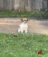 Grace , a female Jack Russell Terrier and Pomeranian for sale in Hyattsville, MD – 1 of 2