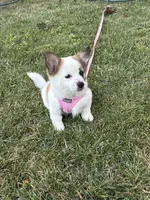 Fait , a female Jack Russell Terrier and Pomeranian for sale in Hyattsville, MD – 1 of 1