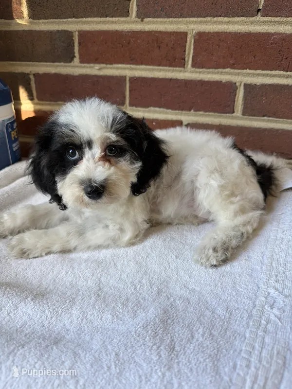 Oreo  – Poodle - Miniature  puppy for sale in Hyattsville, MD