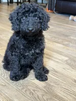 Blackie, a male Poodle - Miniature  for sale in Hyattsville, MD – 1 of 2
