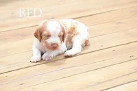 Red, a male Brittany for sale in Delphi, IN – 2 of 2