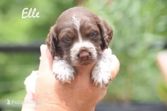 Elle – Brittany puppy for sale in Delphi, IN