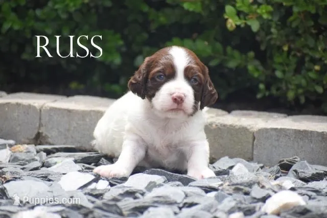 Russ – Brittany puppy for sale in Delphi, IN