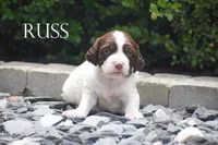 Russ, a male Brittany for sale in Delphi, IN – 1 of 2