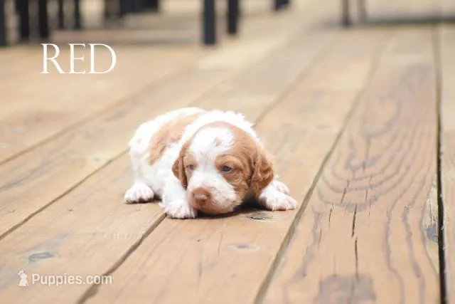 Red – Brittany puppy for sale in Delphi, IN