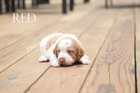 Red, a male Brittany for sale in Delphi, IN – 1 of 2