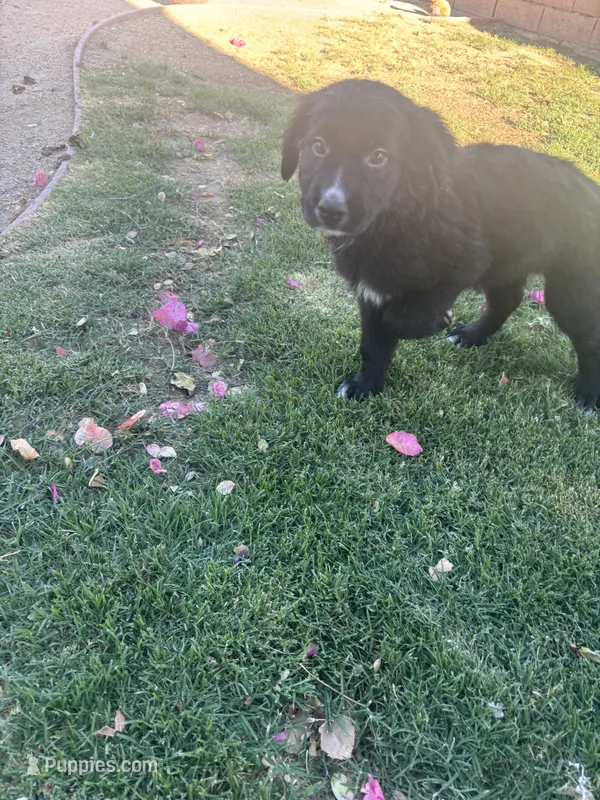 Nameless  – Border Collie, Golden Retriever puppy for sale in Indio, CA