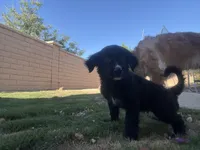 Nameless , a male Border Collie and Golden Retriever for sale in Indio, CA – Photo 5 of 5