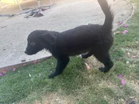 Nameless , a male Border Collie and Golden Retriever for sale in Indio, CA – Photo 3 of 5