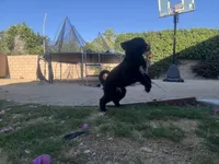 Nameless , a male Border Collie and Golden Retriever for sale in Indio, CA – Photo 4 of 5