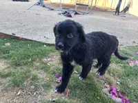 Nameless, a female Border Collie and Golden Retriever for sale in Indio, CA – Photo 4 of 4