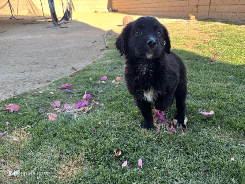 Nameless – Border Collie, Golden Retriever puppy for sale in Indio, CA