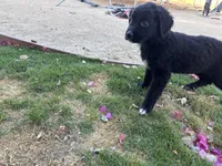 Nameless, a female Border Collie and Golden Retriever for sale in Indio, CA – Photo 2 of 4