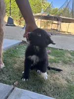 Nameless , a male Border Collie and Golden Retriever for sale in Indio, CA – Photo 3 of 4