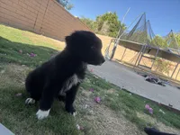 Nameless , a male Border Collie and Golden Retriever for sale in Indio, CA – Photo 2 of 4