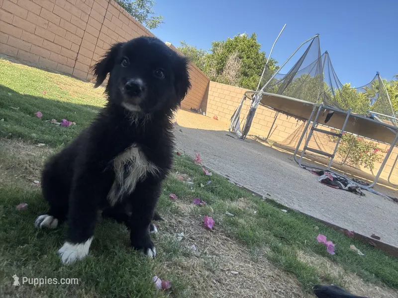 Nameless  – Border Collie, Golden Retriever puppy for sale in Indio, CA