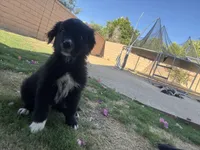 Nameless , a male Border Collie and Golden Retriever for sale in Indio, CA – Photo 1 of 4