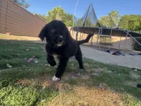 Nameless , a female Border Collie and Golden Retriever for sale in Indio, CA – Photo 2 of 5