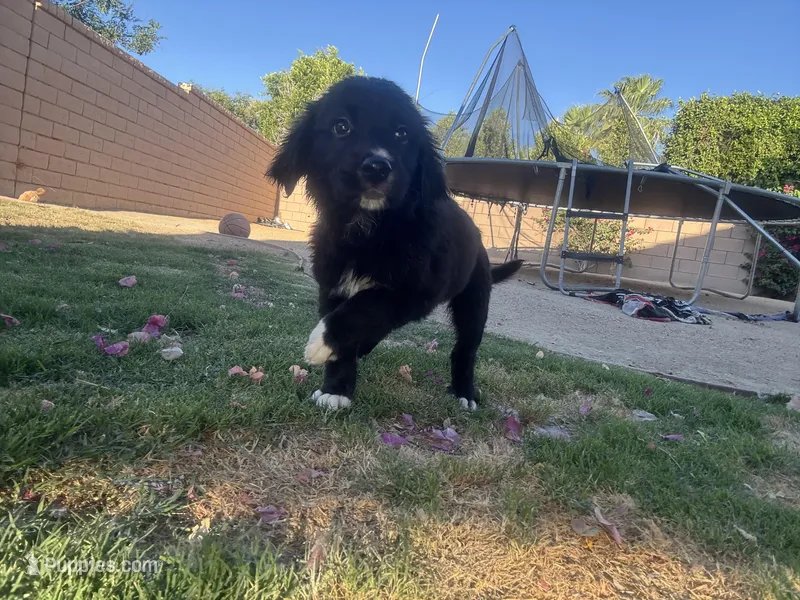 Nameless  – Border Collie, Golden Retriever puppy for sale in Indio, CA