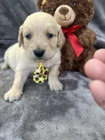 Bear 576, a male Golden Retriever for sale in Lakeland, FL – 4 of 10