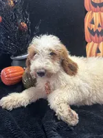 Duke 391 F1b , a male Goldendoodle and Poodle - Miniature  for sale in Lakeland, FL – 4 of 10