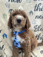 Charlie- 126 , a male Labradoodle and Poodle - Standard  for sale in Lakeland, FL – 9 of 10