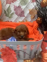 Nelson 374, a male Poodle - Miniature  and Miniature Goldendoodle for sale in Lakeland, FL – 9 of 10