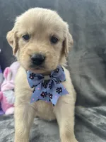 Sophie - 197, a female Golden Retriever for sale in Lakeland, FL – 7 of 10