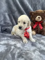 Biscuit 573, a male Golden Retriever for sale in Lakeland, FL – 6 of 10