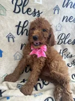 Ruth-125, a female Labradoodle and Poodle - Standard  for sale in Lakeland, FL – 5 of 10
