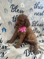 Ruth-125, a female Labradoodle and Poodle - Standard  for sale in Lakeland, FL – 8 of 10