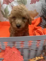 Nigel 373, a male Poodle - Miniature  and Miniature Goldendoodle for sale in Lakeland, FL – 9 of 10