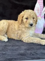 Deanna, a female Goldendoodle for sale in Lakeland, FL – Photo 5 of 10