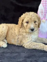 Deanna, a female Goldendoodle for sale in Lakeland, FL – Photo 6 of 10