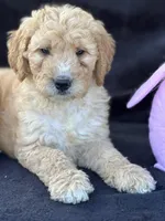 Deanna, a female Goldendoodle for sale in Lakeland, FL – Photo 2 of 10