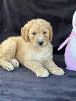 Deanna, a female Goldendoodle for sale in Lakeland, FL – Photo 8 of 10